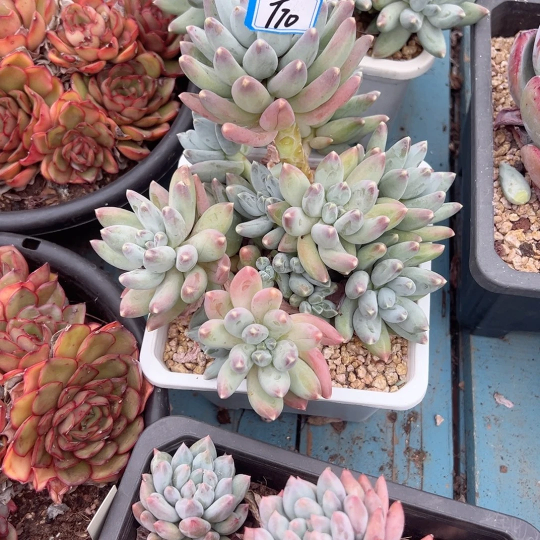 岁***好精品多肉植物老桩