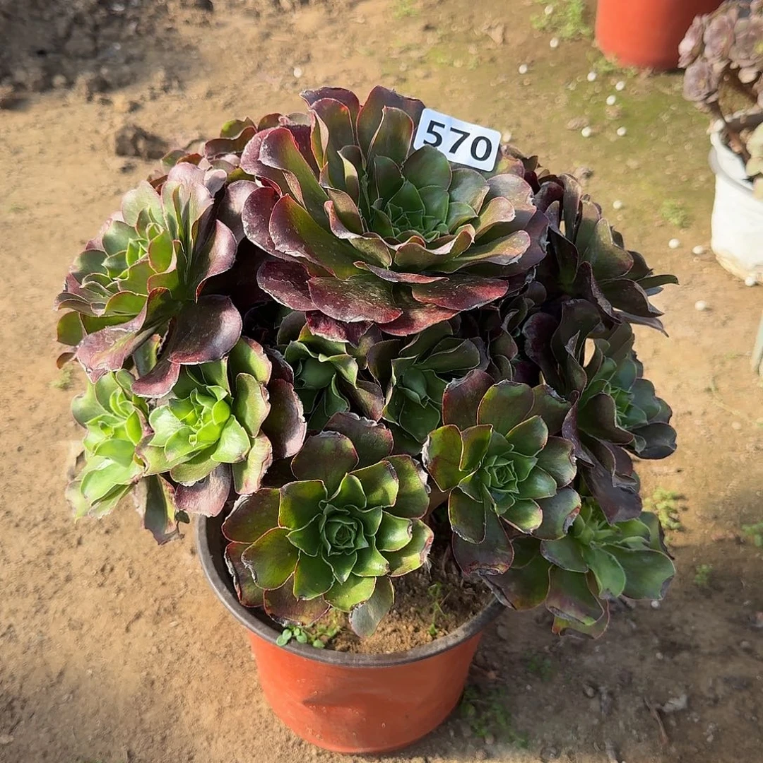 多肉植物魅金玫瑰570