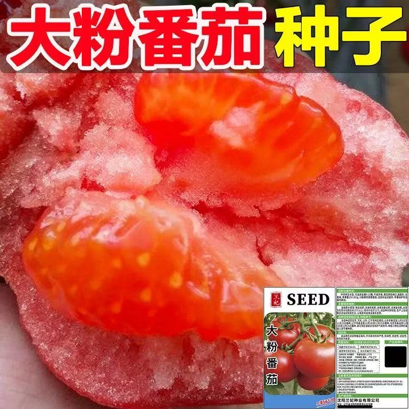 【大粉番茄种子】沙瓤西红柿种子阳台庭院四季播种蔬菜品种番茄种子