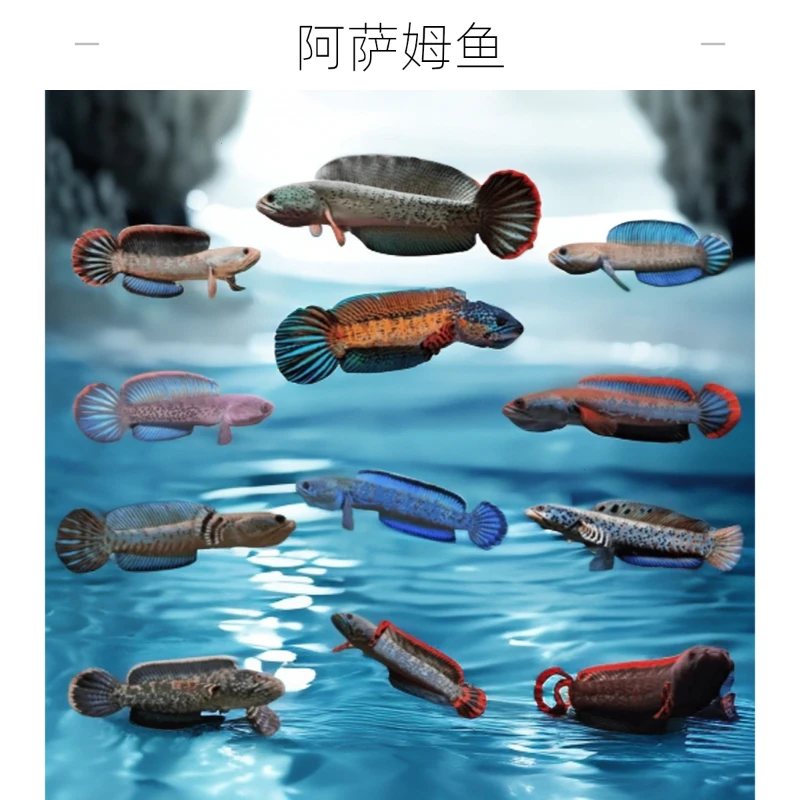 雷龙鱼火酒红血斑雷龙帆进口七彩淡水鱼观赏鱼蓝型奶茶阿萨姆背一