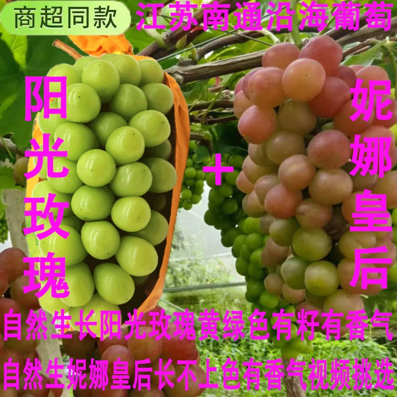 新鲜阳光玫瑰 妮娜皇后应季有籽香甜多汁带玫瑰香水果