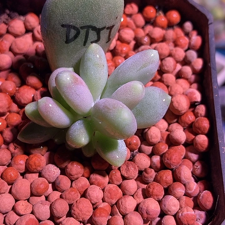 稻田姬美人锦基因多肉植物