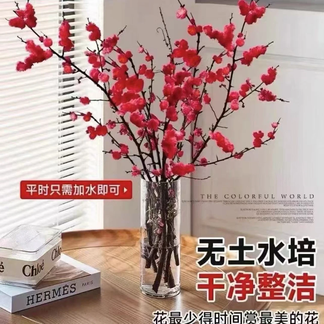 （带花苞）水培花卉鲜支红梅年宵花卉新年装饰好养活遇水开花红梅枝