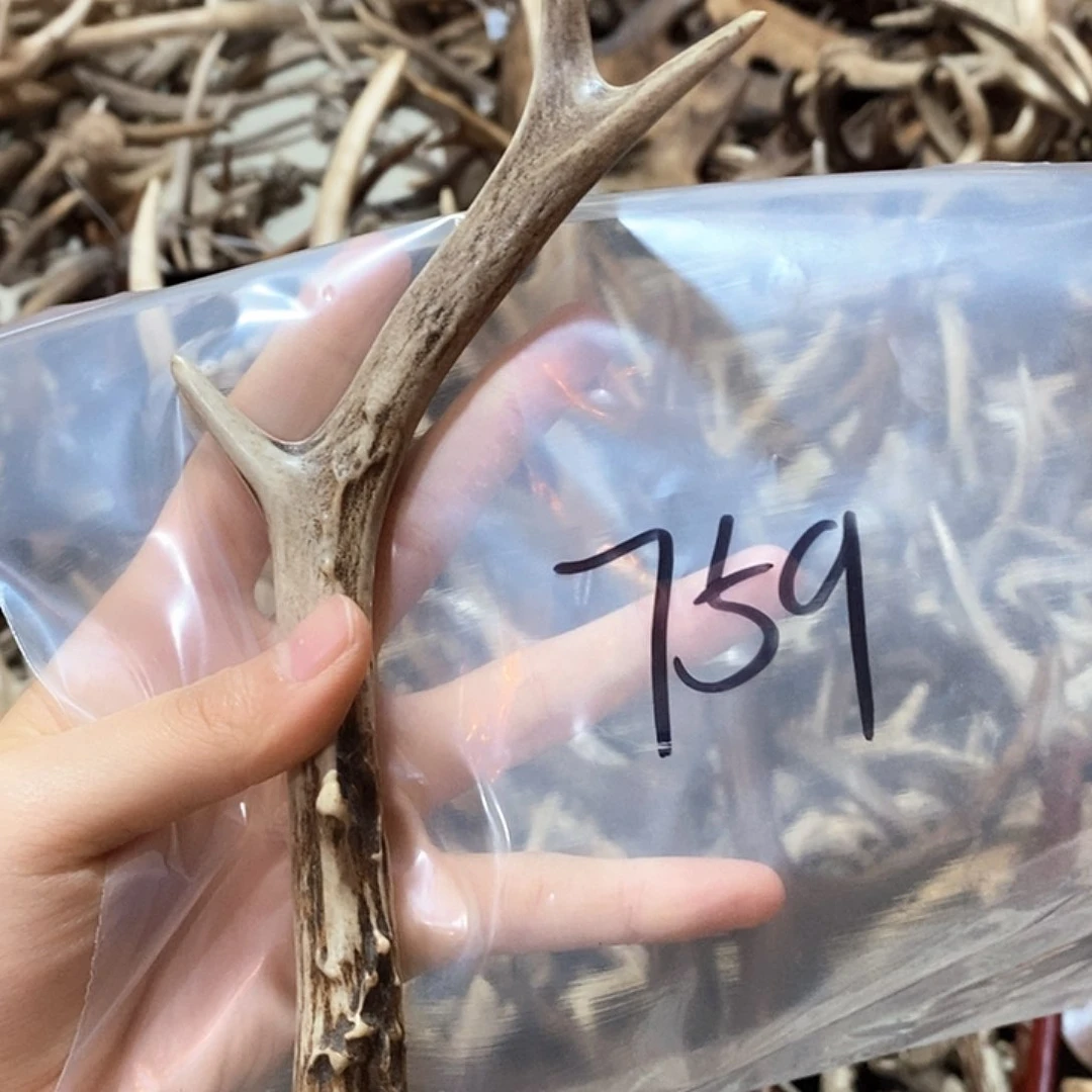 鹿角鹿角鹿角鹿角鹿角