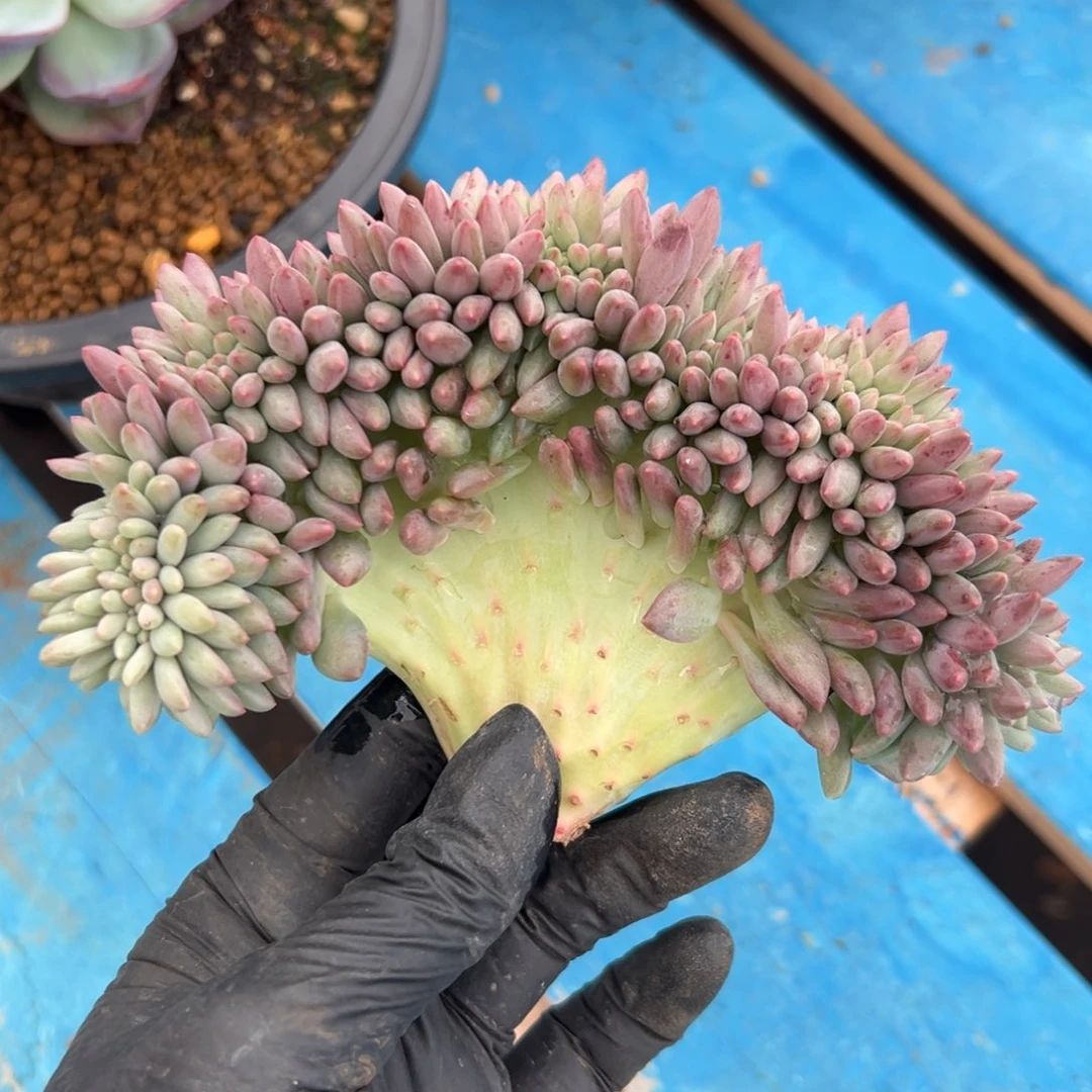 飞*@飞鱼000000005-27