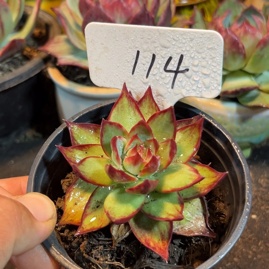 惊鸿仙子多肉植物114