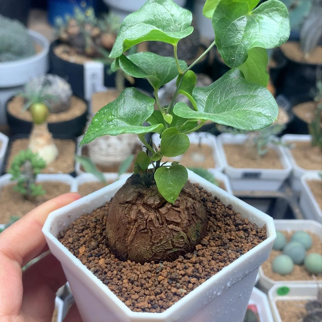 南非龟甲龙带盆4cm