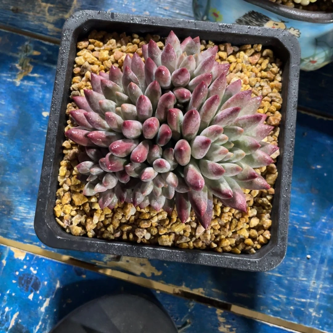 车厘子一物一拍中通快递