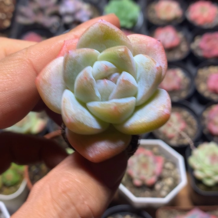 精控冰玉一物一拍