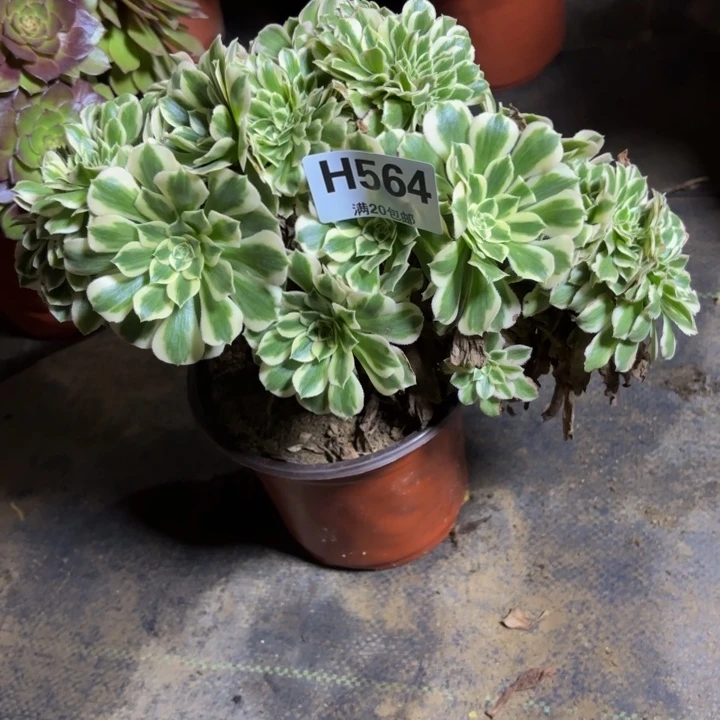 瑞妈，，，。。。。564。迈缀，