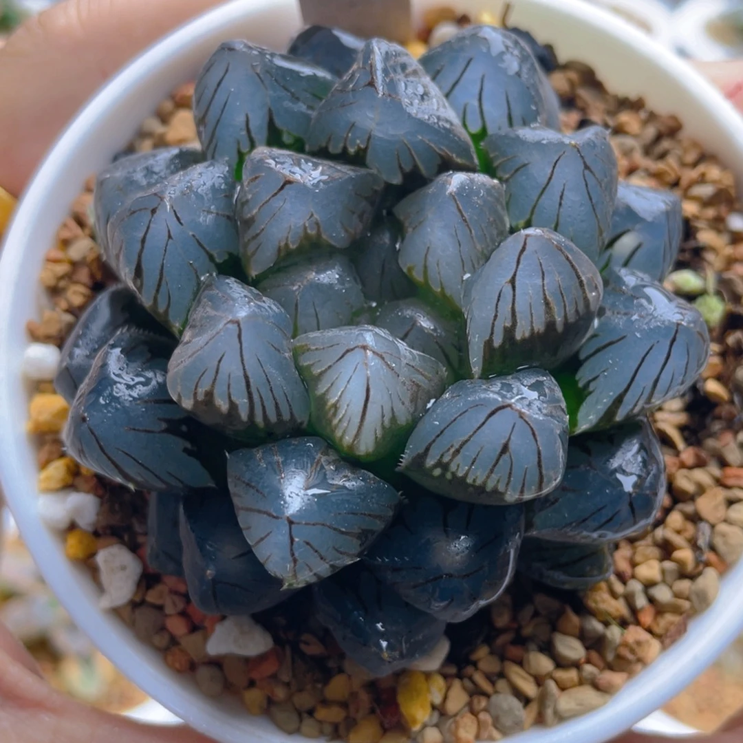 13.十二卷龙爪玉露。