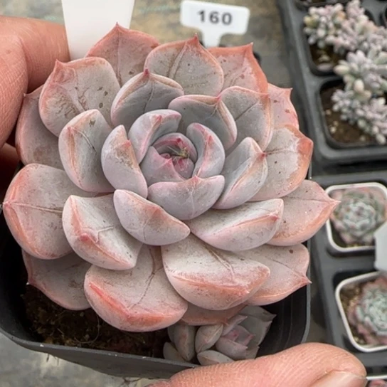 231夜莺多肉多肉多