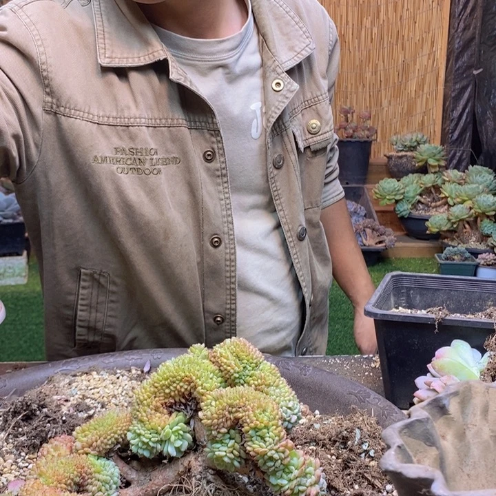 穆***店66号白胖子多肉植物