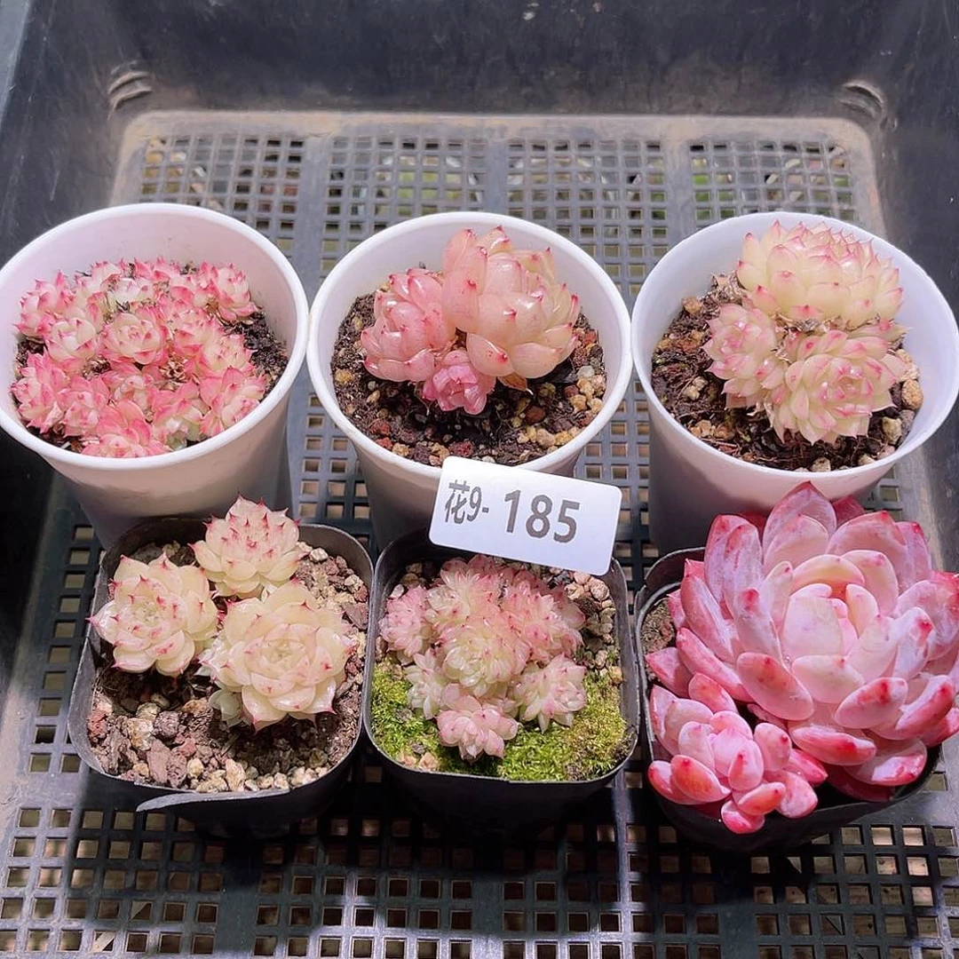 花09-185框拍多肉6颗
