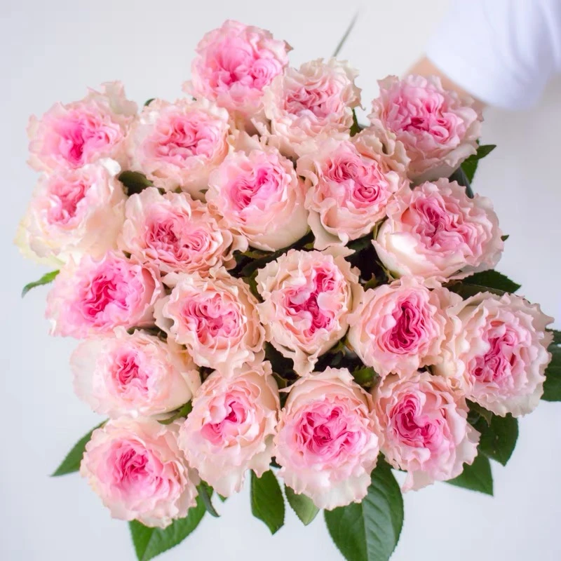 【洛神玫瑰】520鲜花礼物活动 云南鲜花基地直发 任意拍两单发顺丰