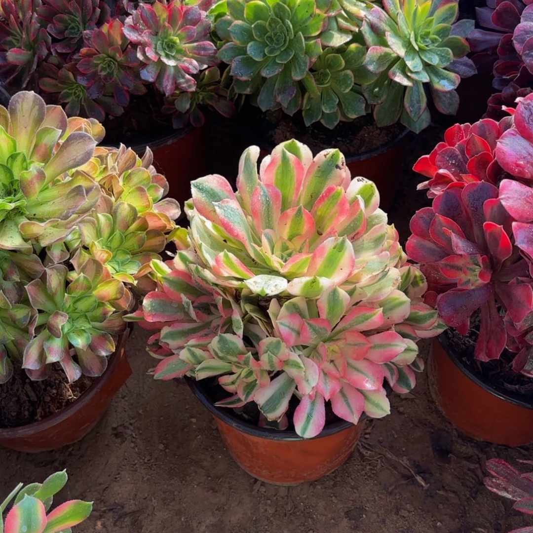 粉女巫手捧9.9多肉植物