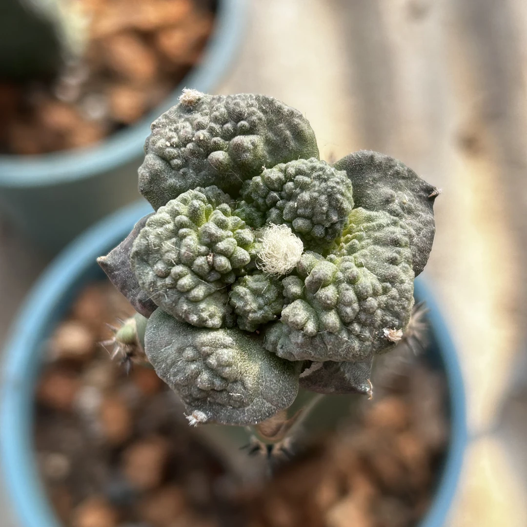 园艺仙人球/牡丹/哥斯拉/b846