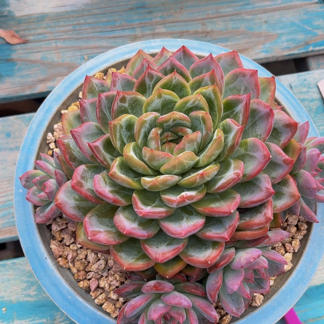 多肉植物一物一拍