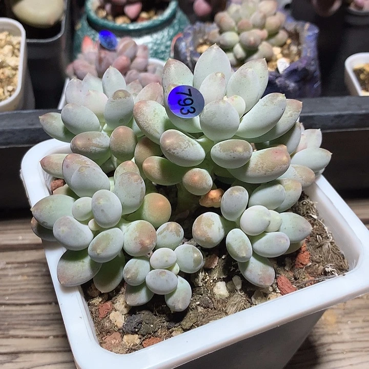 溜溜球多肉植物群生