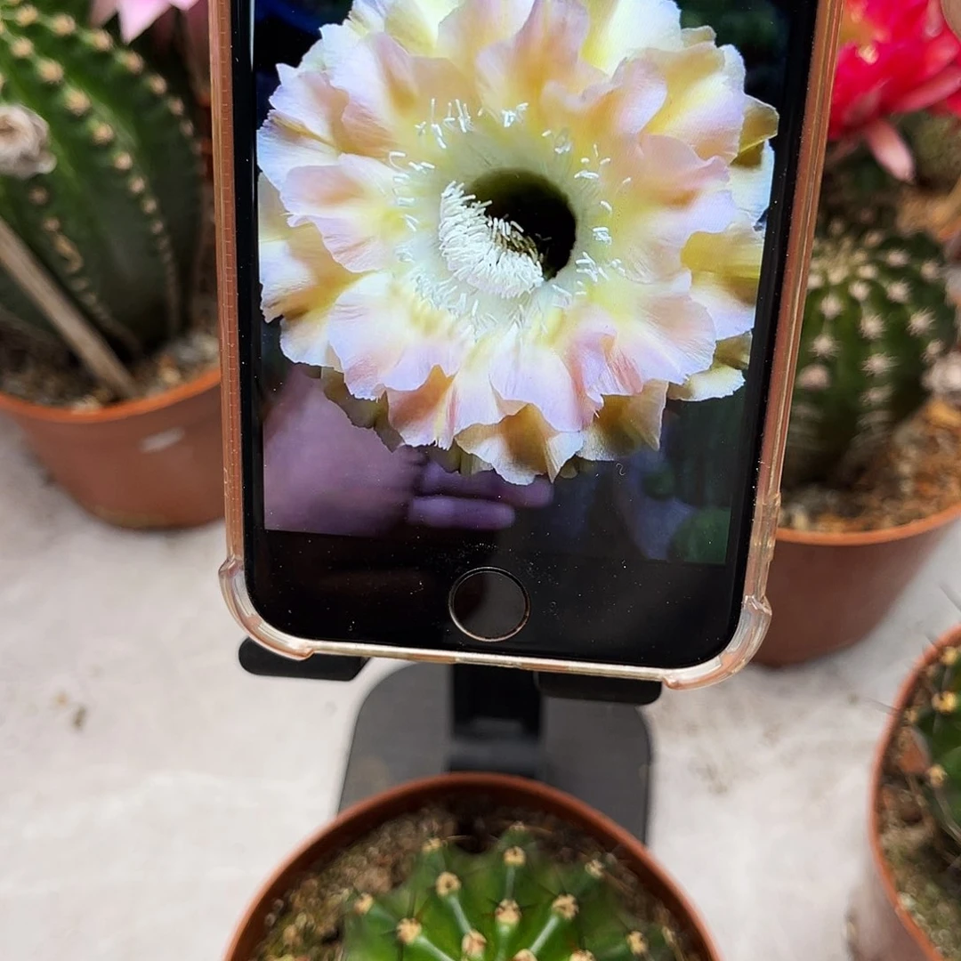 彩草冰美人6-7公分左右