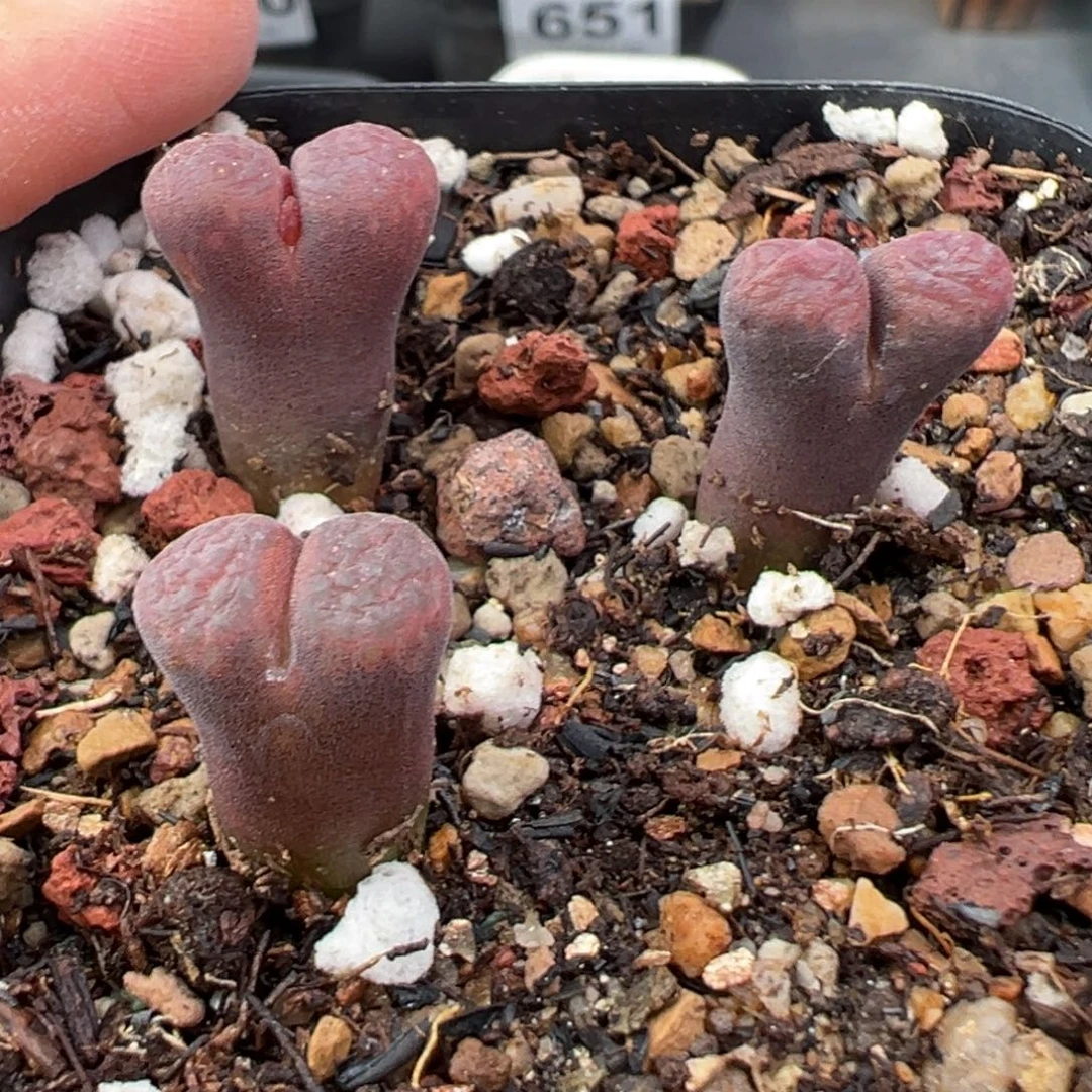 11.18好看的多肉脱土发货711高腿