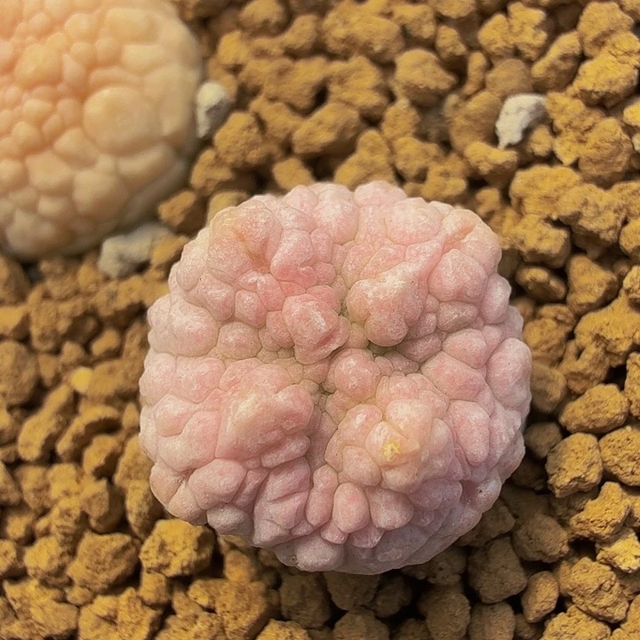 哥斯拉锦2头凝蹄玉