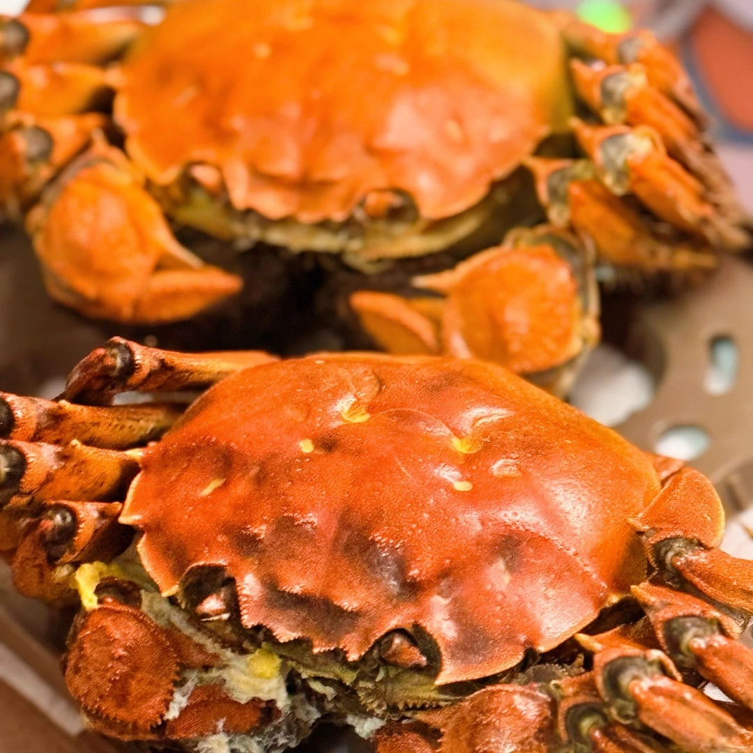 江苏精品大闸蟹1.9-2.1两/只共10只鲜活母蟹