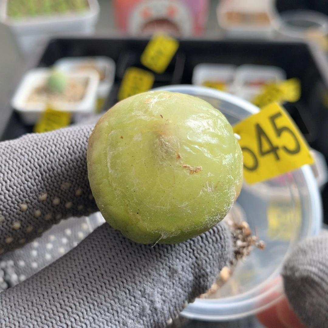 545灯泡母本一颗