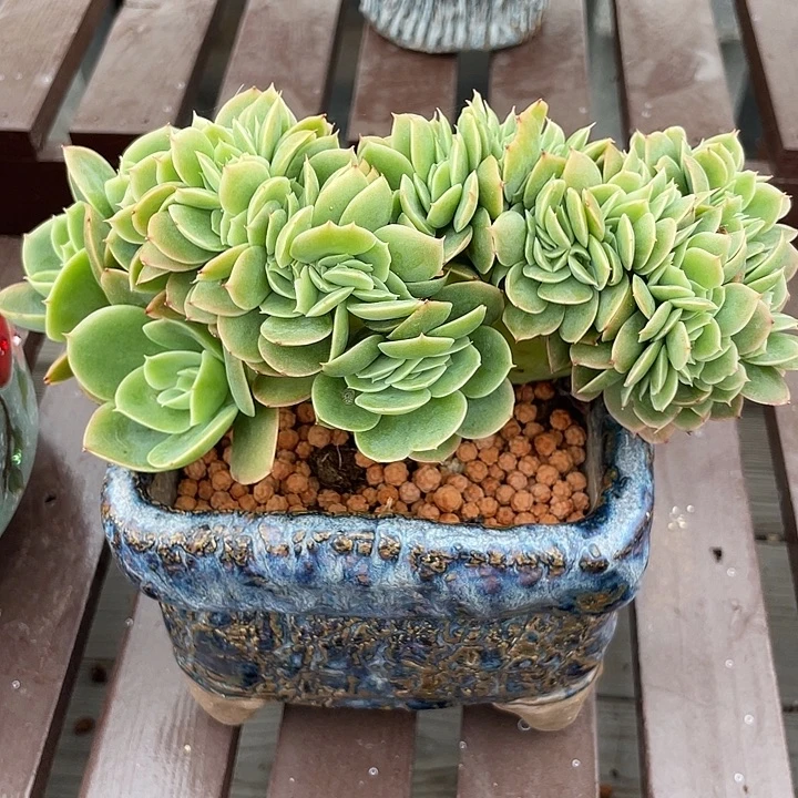 星娜塔缀化多肉植物