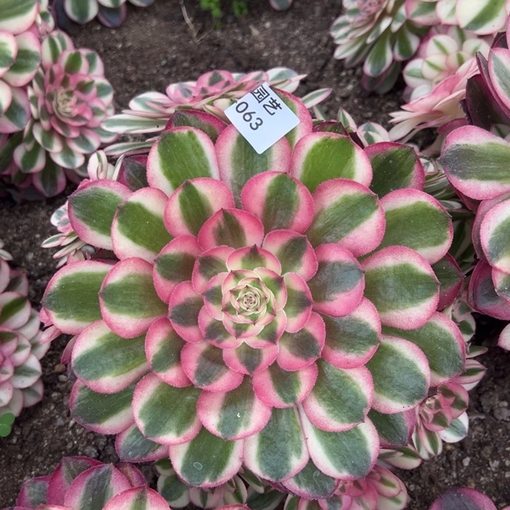 荔枝多肉植物063