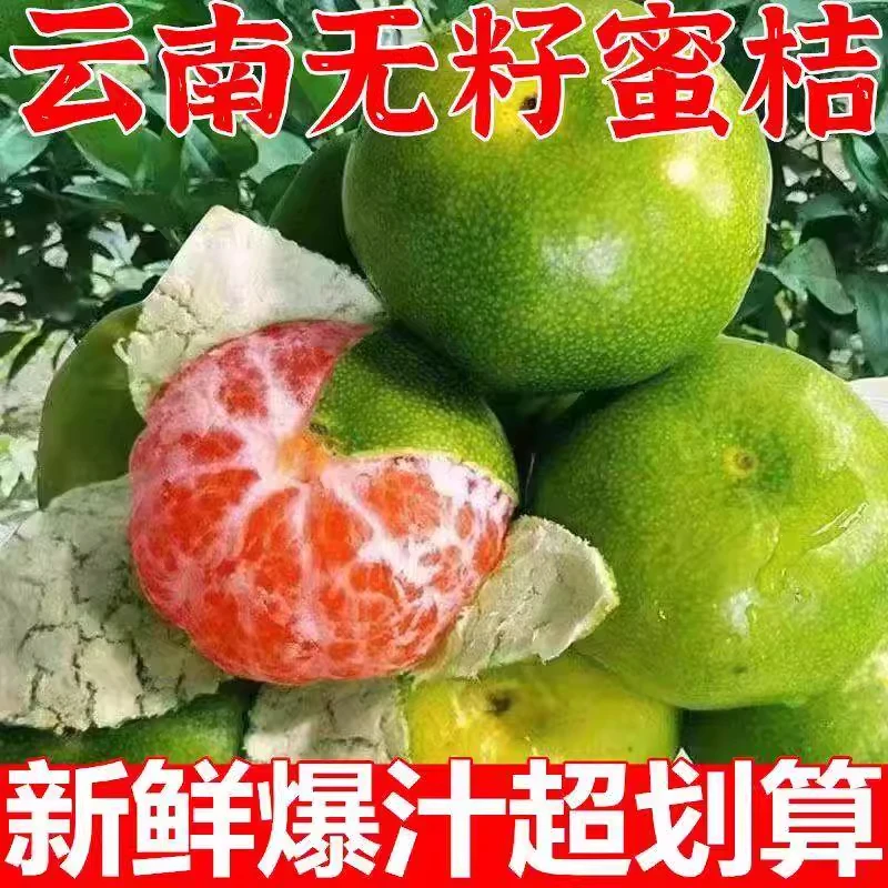 【顺丰次日达】云南青皮蜜桔新鲜水果当季青皮桔子无籽孕妇整箱包邮应季蜜橘单云南省