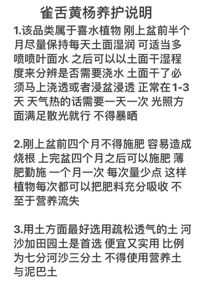 福建小叶雀舌皱皮黄杨树