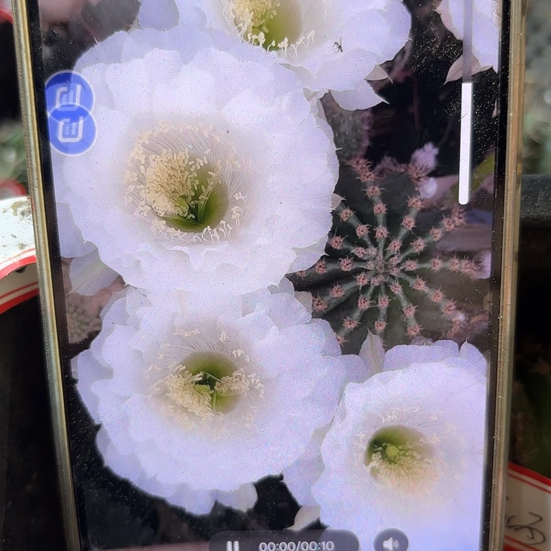 冰美人无根侧牙四左右