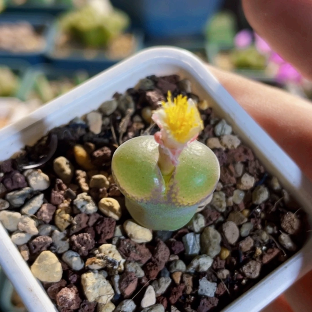 安格尼斯之眼风铃植物一物一拍