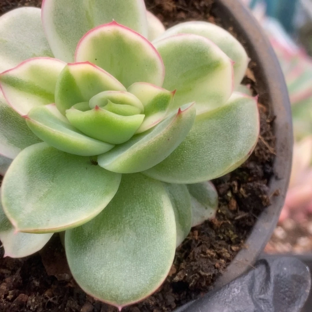 311东云杂锦锦锦锦锦锦