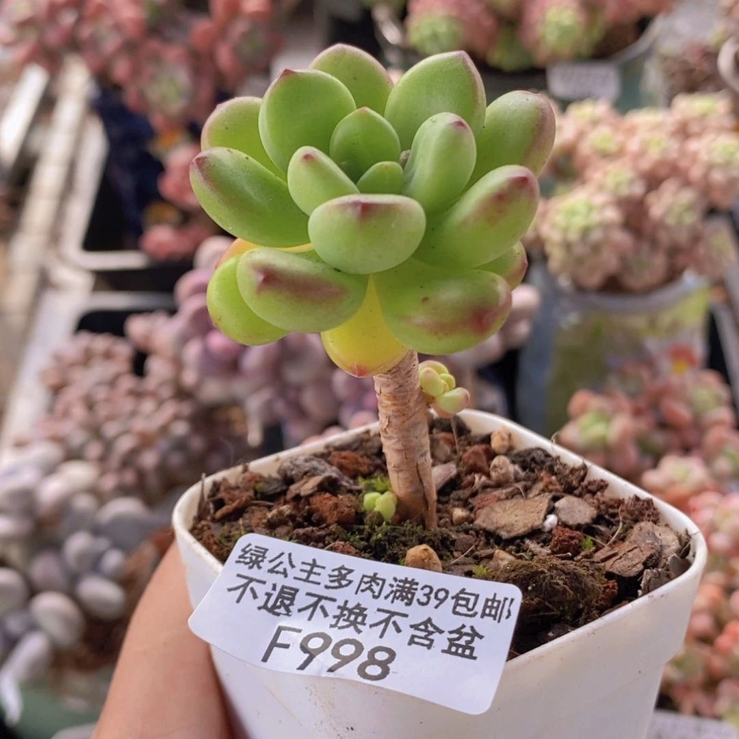 香格里拉单头998多肉植物