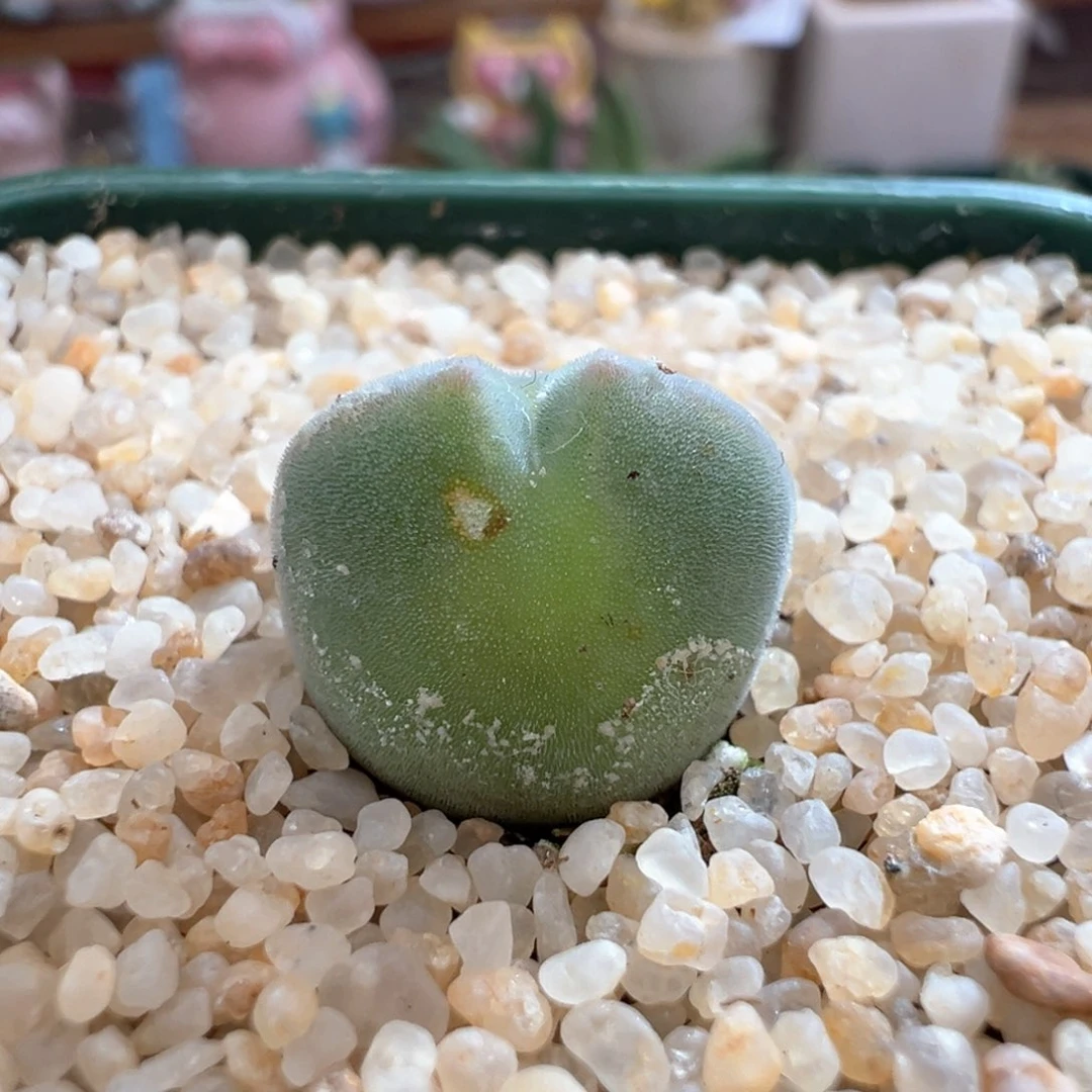 532。青蛙种源两年半大眼空蝉。小干疤