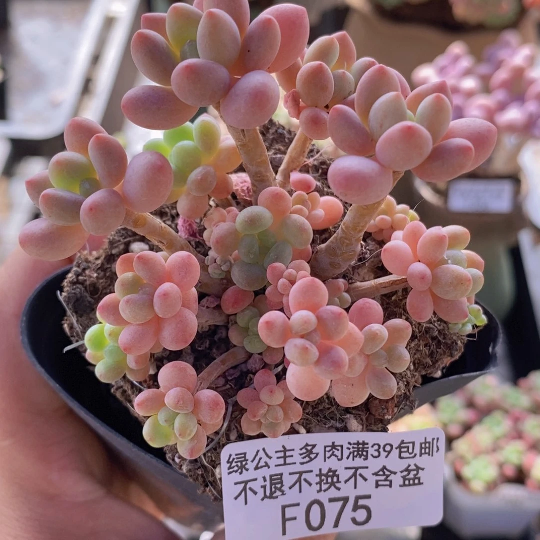 萤火虫6cm075多肉植物
