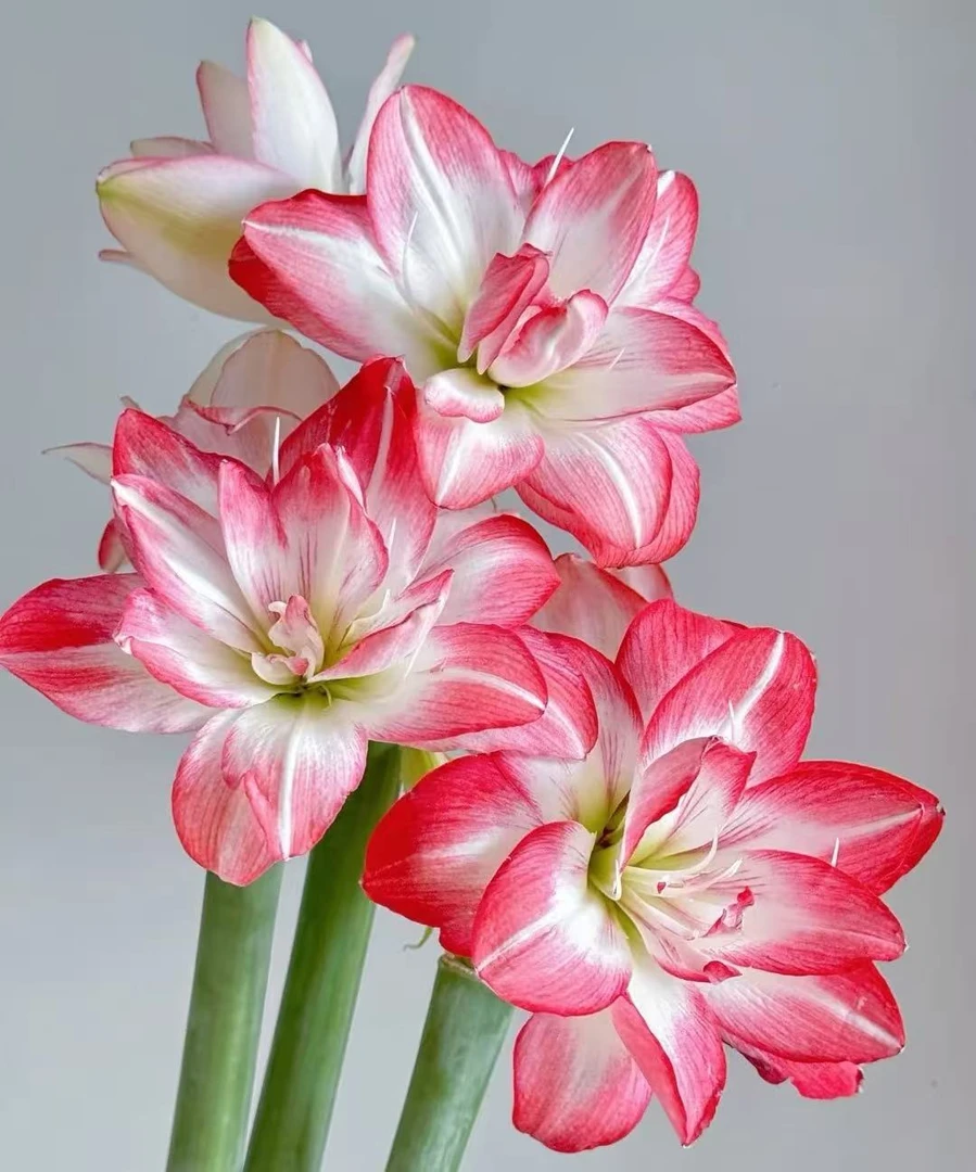 【花孔雀-朱顶红】云南基地直发顺丰包邮