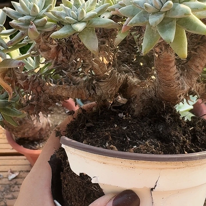 瑕白菊一物一拍038