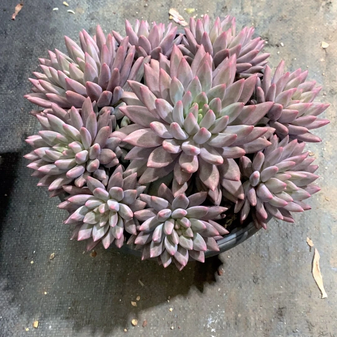 Z***g虞姬美人多肉植物大群