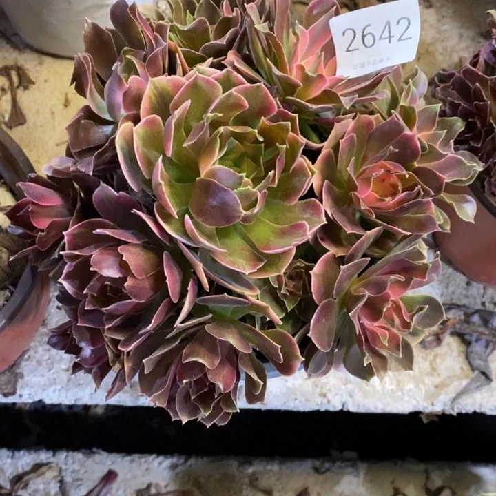 香妃多肉断头不包2642