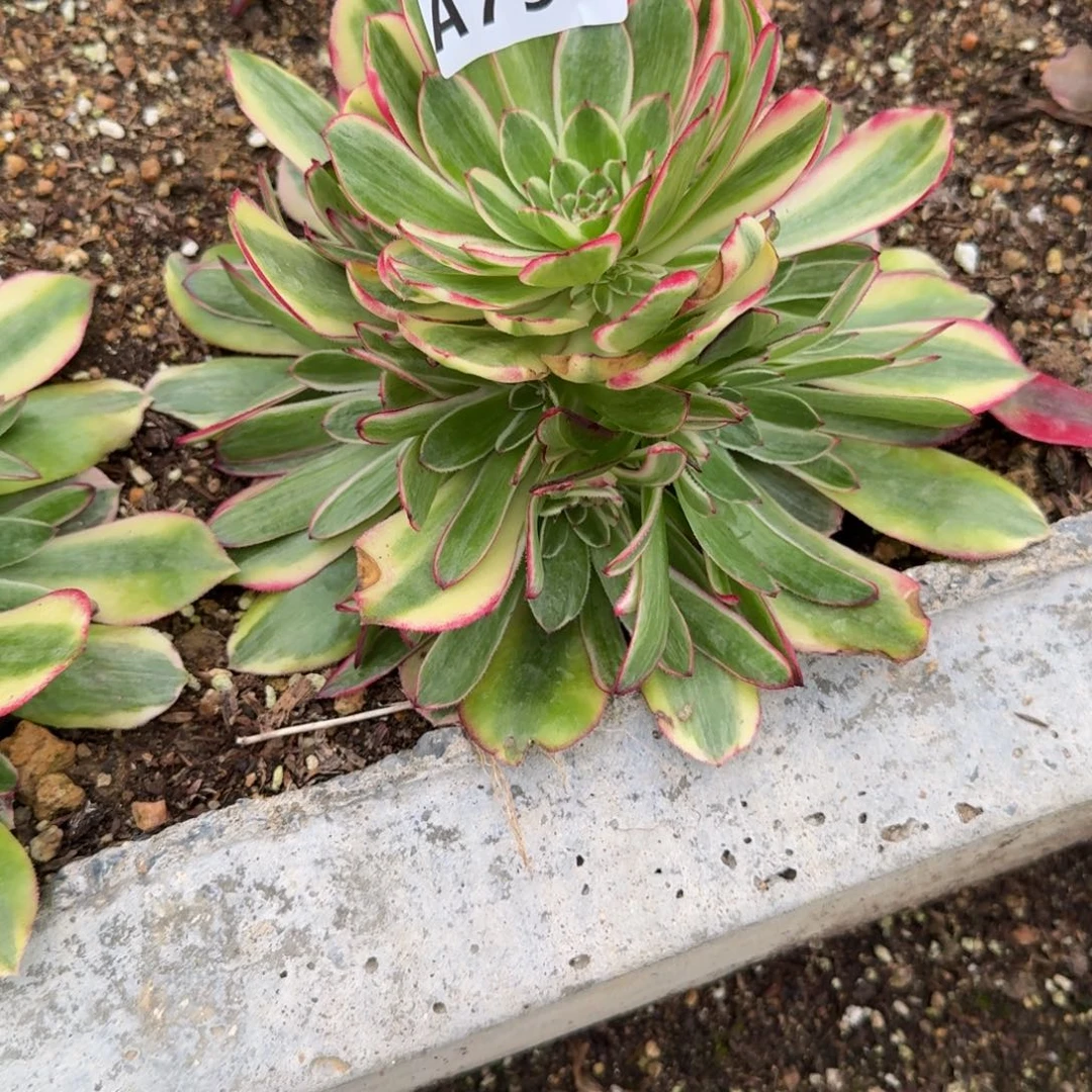 智****柜791瑶光到秋天。多肉植物