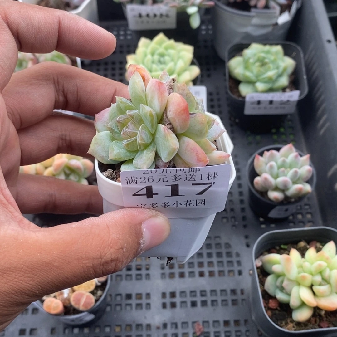 双头冰魄一物一拍满20包邮满26送一颗精品多肉