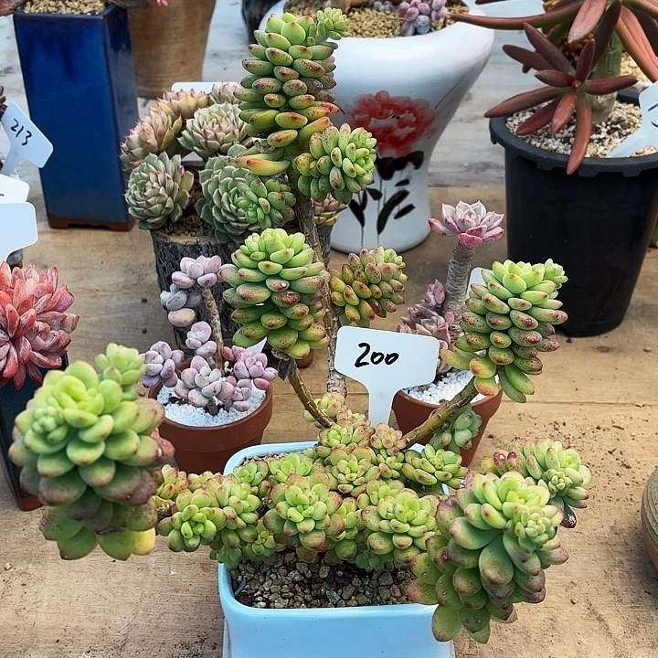 多肉植物，香格里拉200号