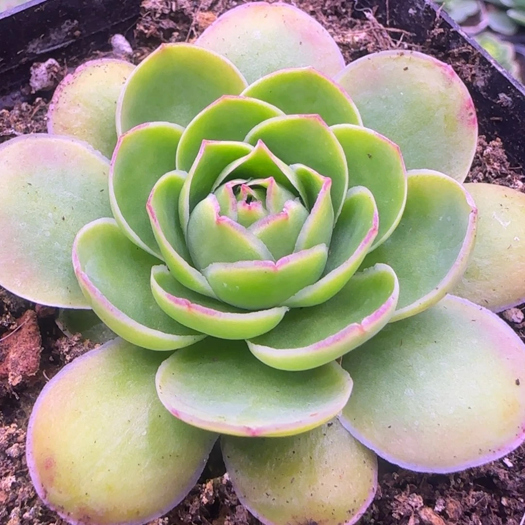 6厘米荷花玫瑰玫瑰11342424273