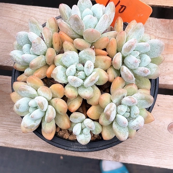 允***诺香水110号码牌子一个人