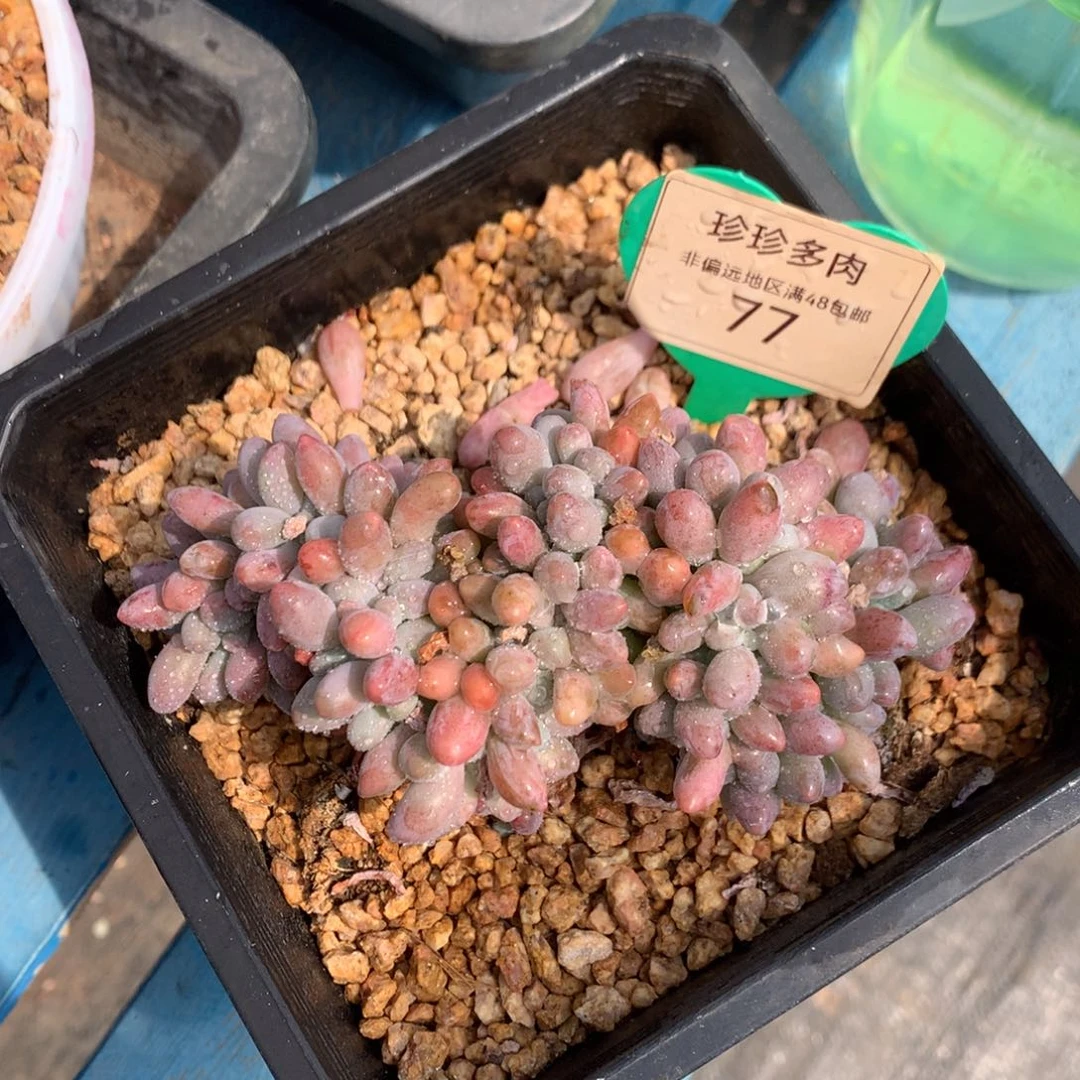 汤圆缀化开播福利77