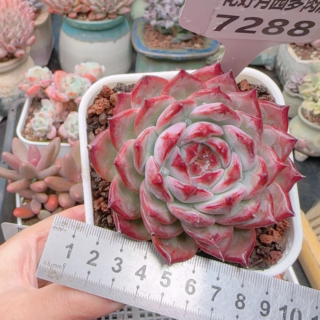 多肉植物7288………….
