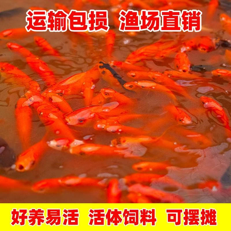 皮实好养耐活的冷水淡水观赏鱼草金鱼